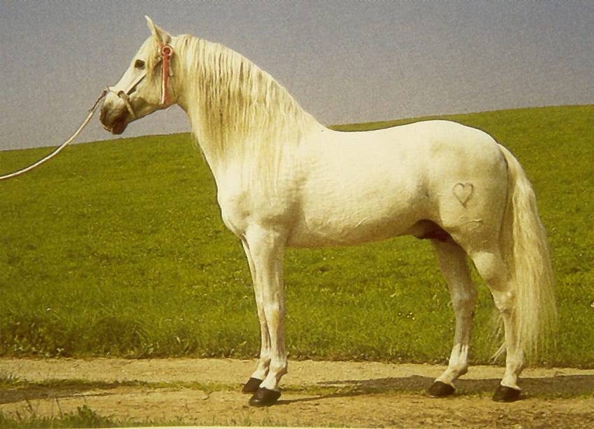 Weißer Andalusier, Spanien, Andalusier, Pferde, spanisches Pferd, Tiere HD-Hintergrundbild