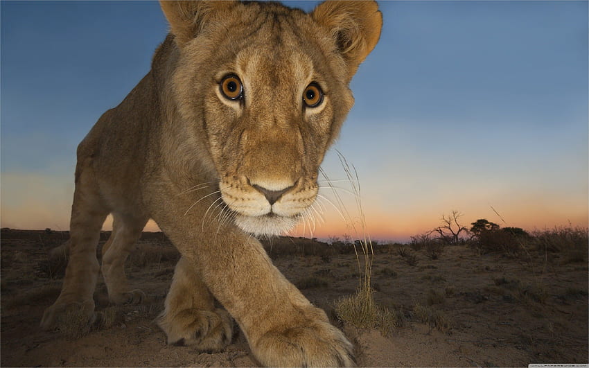Baby Lion - VIP, Brave Lion HD wallpaper