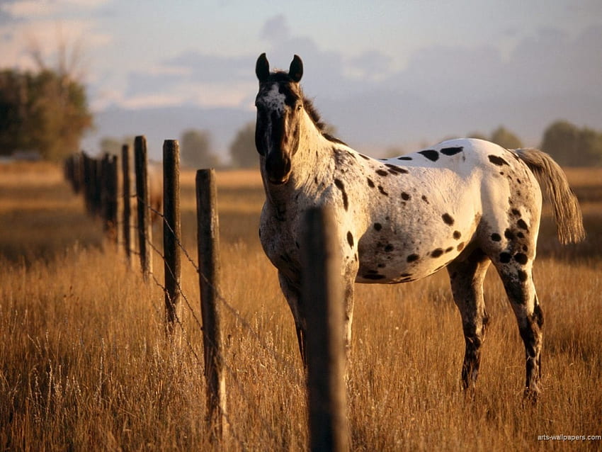 Beautiful Horse, animal, horse, field, fence, beautiful HD wallpaper