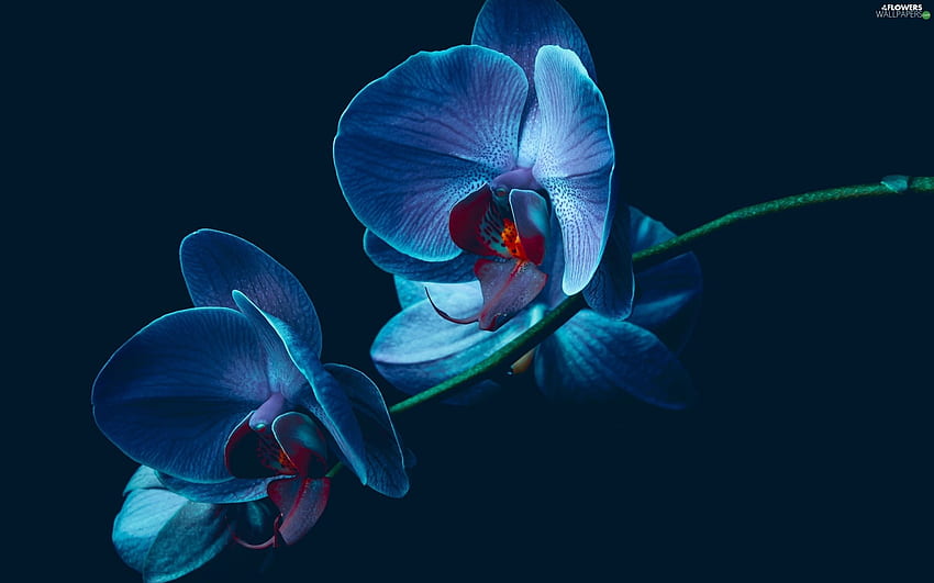 Colourfull Flowers, Blue, orchid, orchid - Flowers HD wallpaper