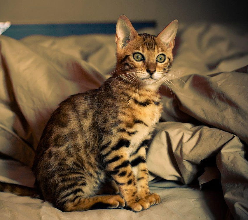 8 Cats That Look Like Tigers: Toyger Cat, Bengal Cat, and More