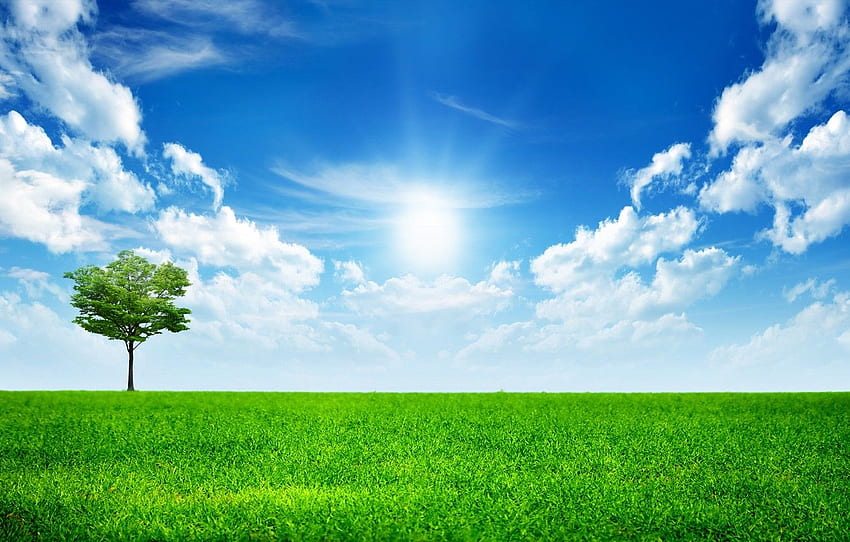 le ciel, herbe, nuages, arbre, vert, herbe, ciel, arbres, paysage, tout seul dans ce monde, le soleil pour , section пейзажи Fond d'écran HD