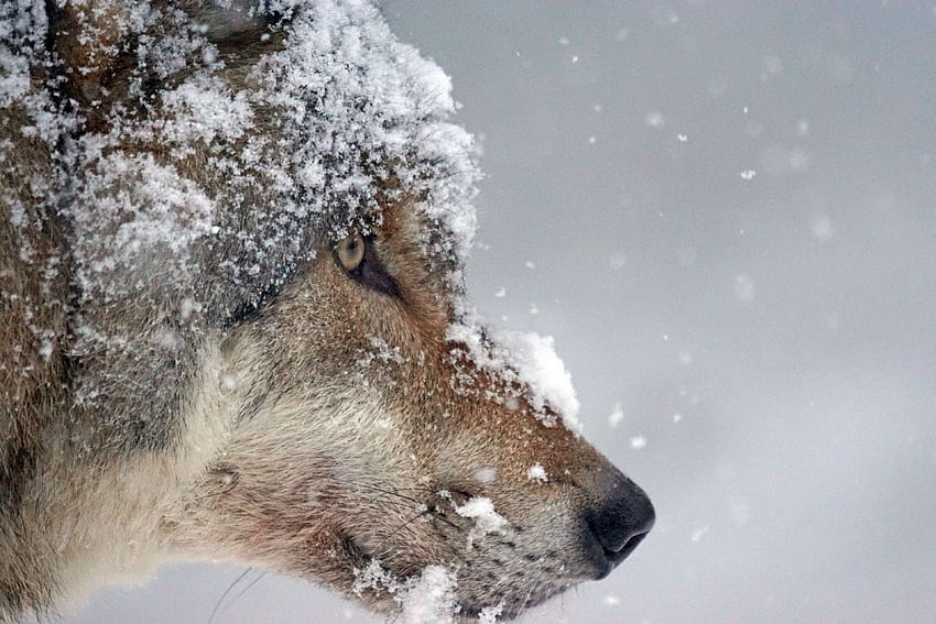 cold, eurasian wolf, pack animal, predator, snow, wildlife HD wallpaper