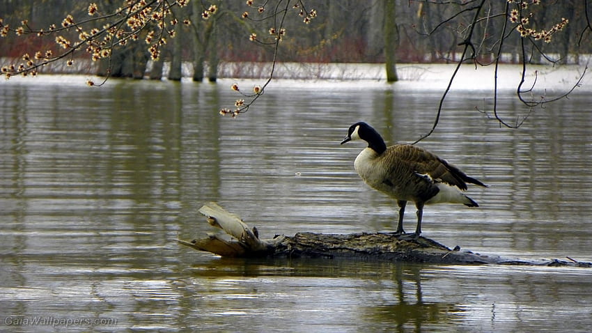 Canada Goose looking at high water during early spring - HD wallpaper