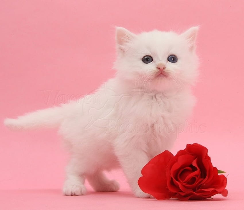 white fluffy with red rose, animals, cats, red rose, white kitten, fluffy HD wallpaper
