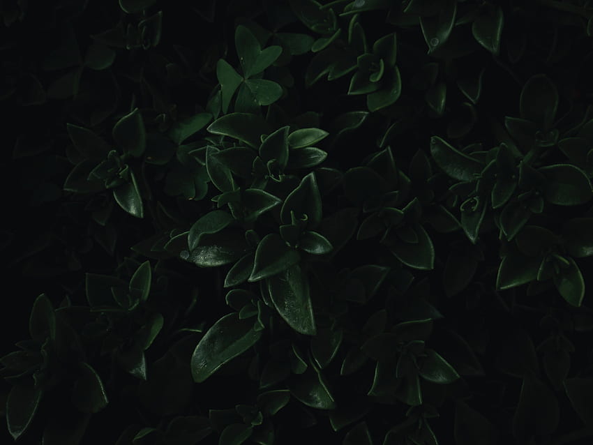 zielone liście, z bliska, ciemny, portret Tapeta HD