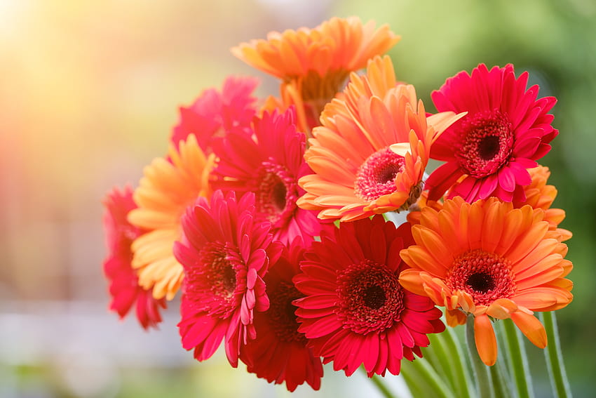 Gerbera Daisy , Red flowers, Orange flowers, Blossom, Spring, Flowers HD wallpaper