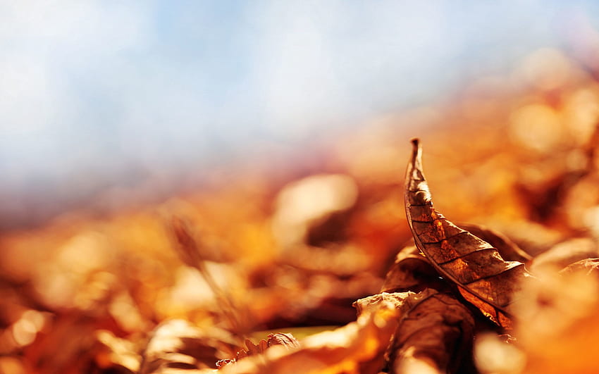 Есен, листа, макро, сухи, паднали, огънати, извити HD тапет