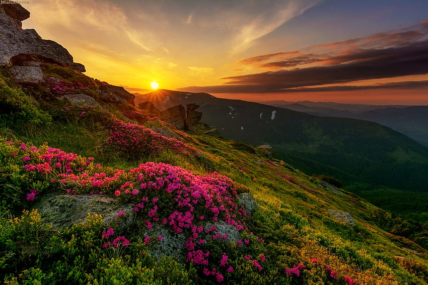 Górski zachód słońca, polne kwiaty, wzgórza, nachylenie, piękny, wiosna, zachód słońca, góra Tapeta HD