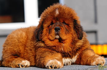 tibetan mastiff dog breeds