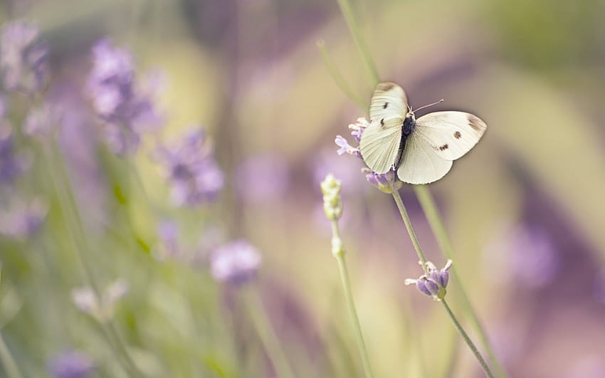 Cabbage White Butterfly Perched On Purple Flower In - White Butterfly On Flowers - & Background, Purple Flowers and Butterflies HD wallpaper
