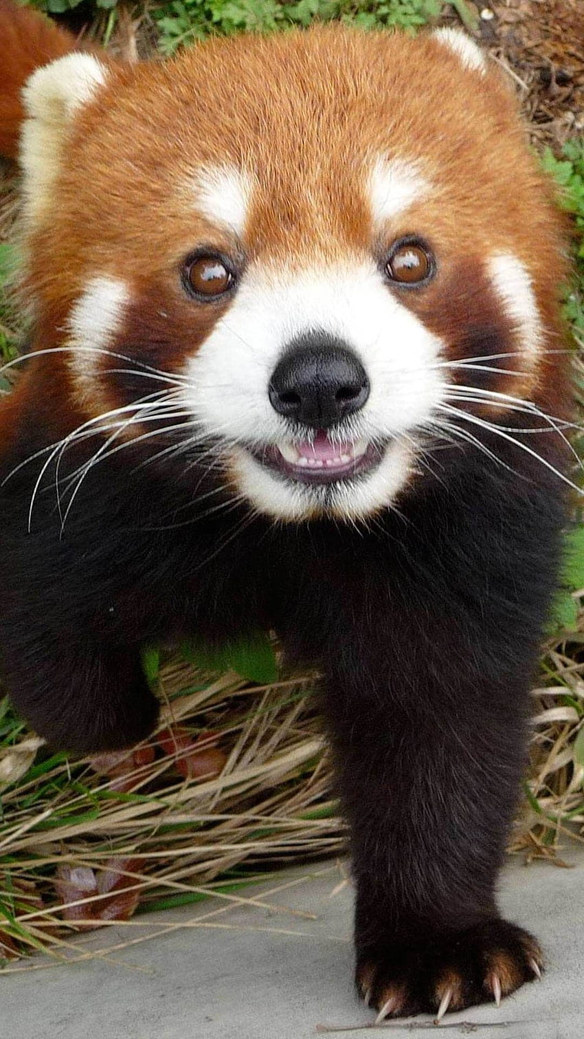 Cute Red Panda iPhone . Animal for iPhone HD phone wallpaper