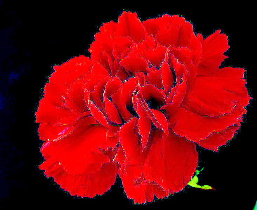 L'amour fleurit, rose, ouvert, noir, fleur, vert Fond d'écran HD