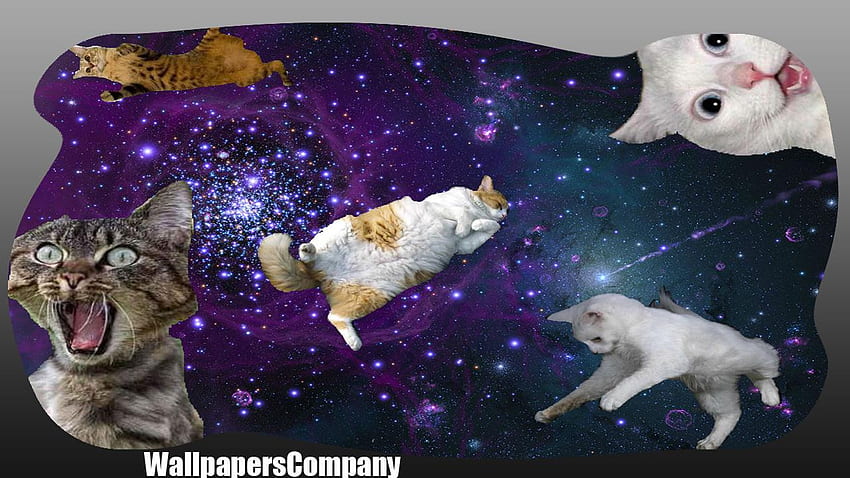 Cat Galaxy for Android, Amazing Cat Galaxy HD wallpaper