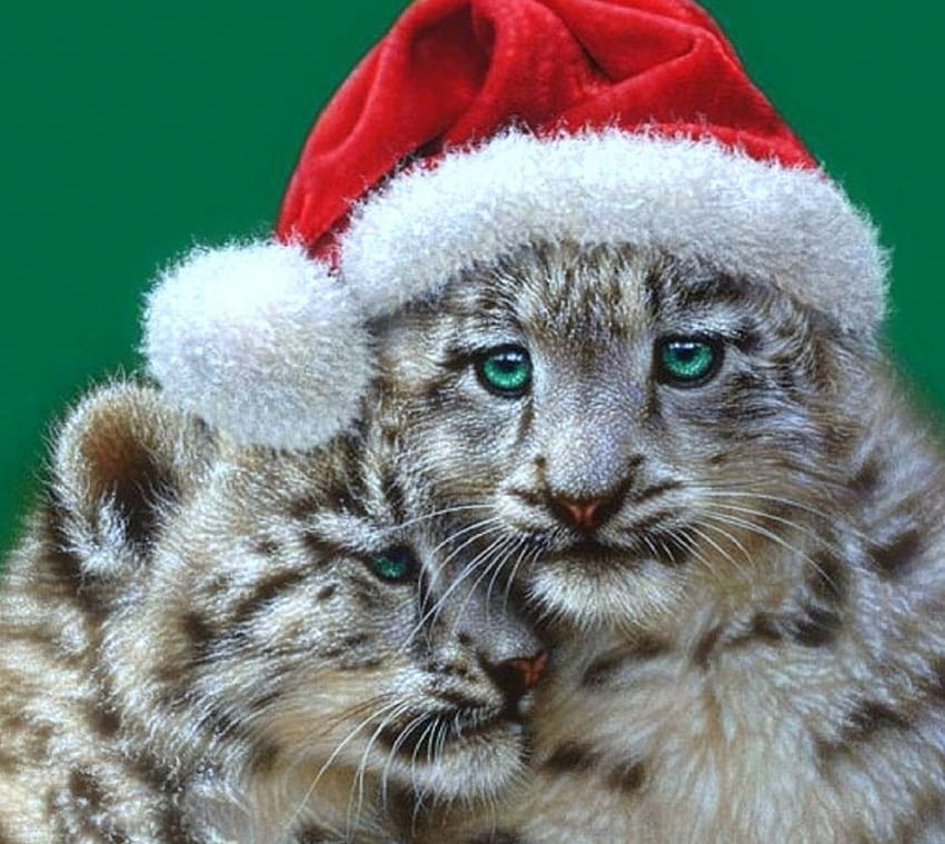 Christmas Playmates, winter, holidays, leopards, cats, love four seasons, Christmas, animals, xmas and new year, tigers, hat HD wallpaper