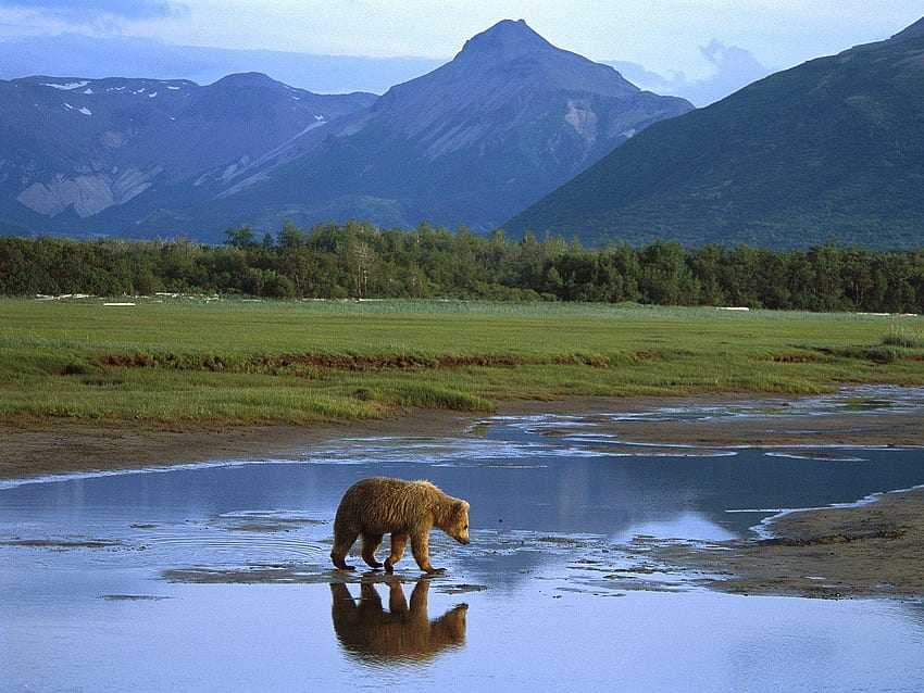 Katmai National Park And Preserve, Alaska Wildlife HD wallpaper