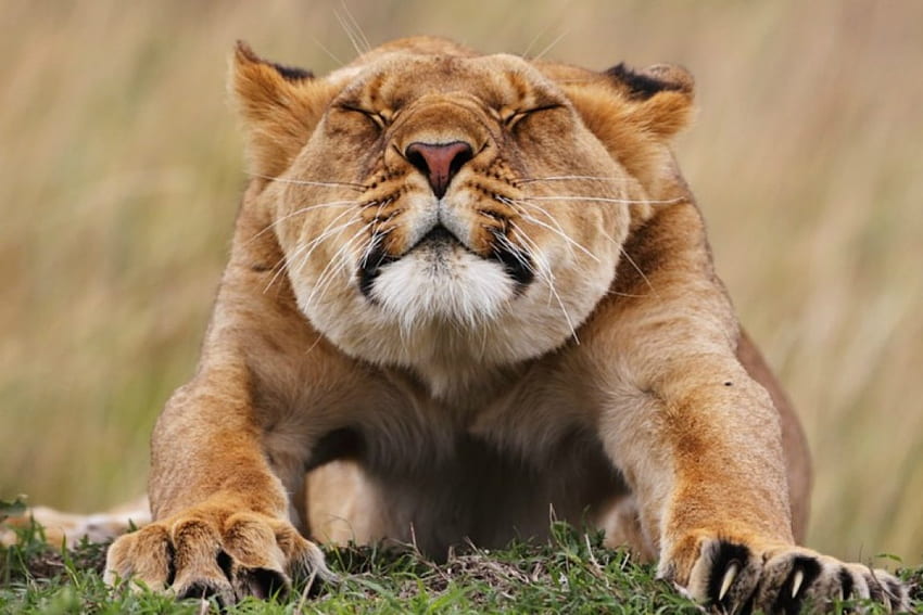 Stretching, streth, lion, wild life, cub HD wallpaper