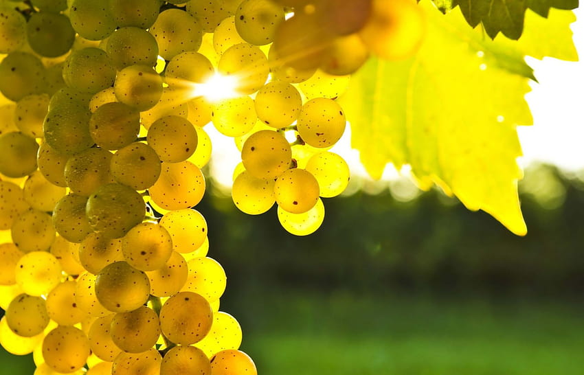 Vigne jaune. Nature pour Mobile et Grape Vine Fond d'écran HD