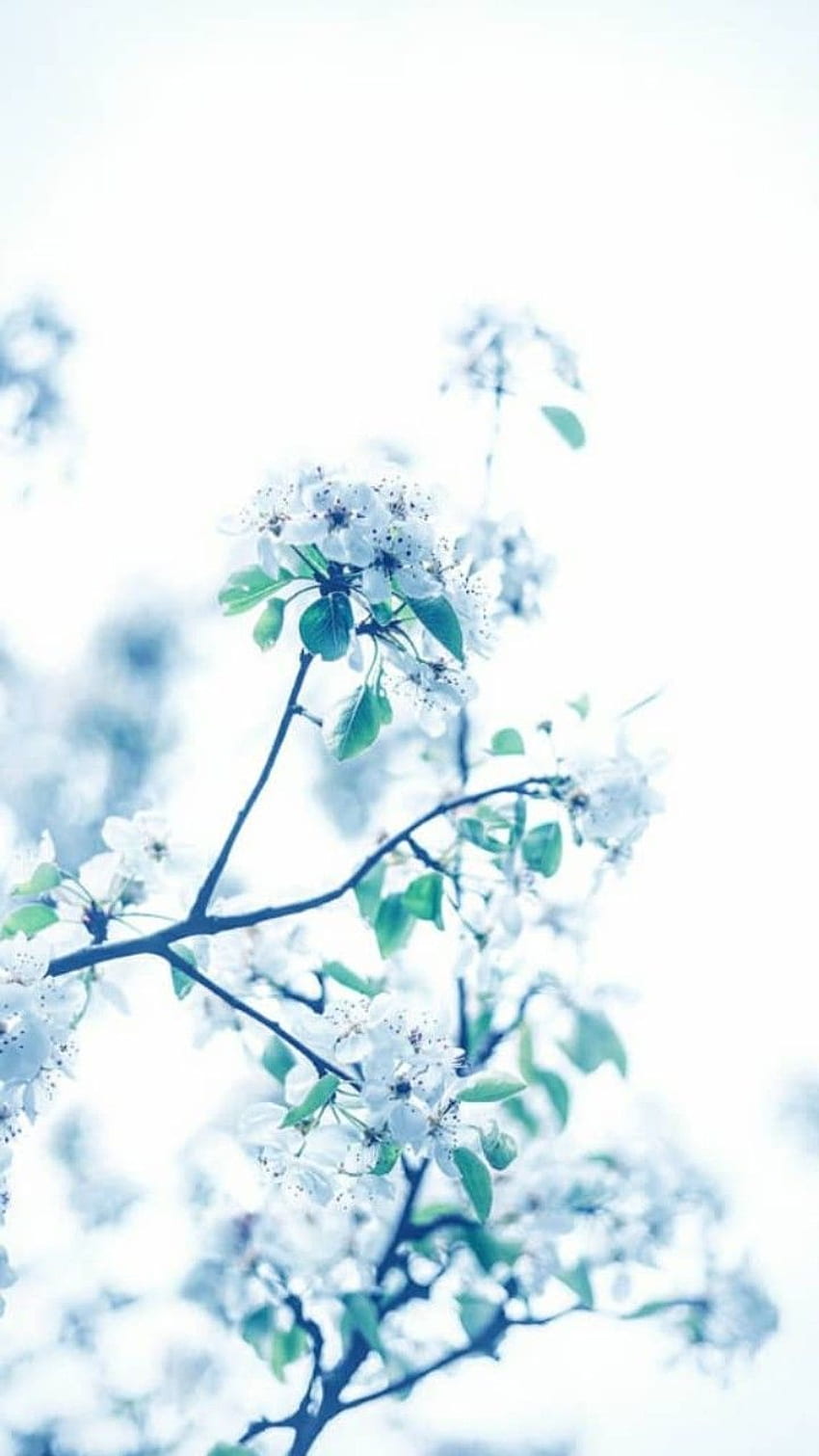 ٧ white winter flower ♧. Flower , Winter flowers, , Winter Flower iPhone HD  phone wallpaper | Pxfuel