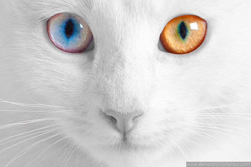 Different Eyes Colour, cool HD wallpaper
