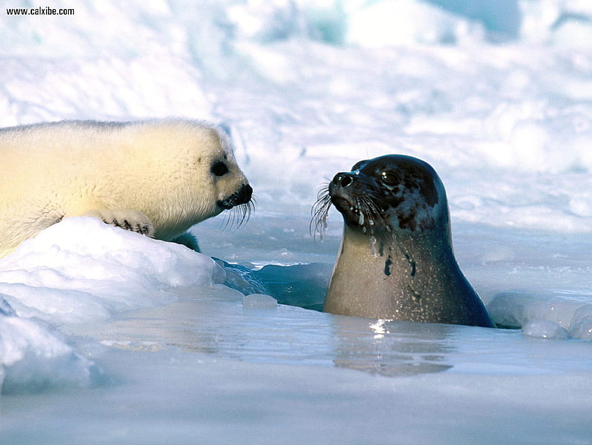 Animals: The Waters Fine Harp Seal, nr. 15348, Baby Harp Seal HD wallpaper