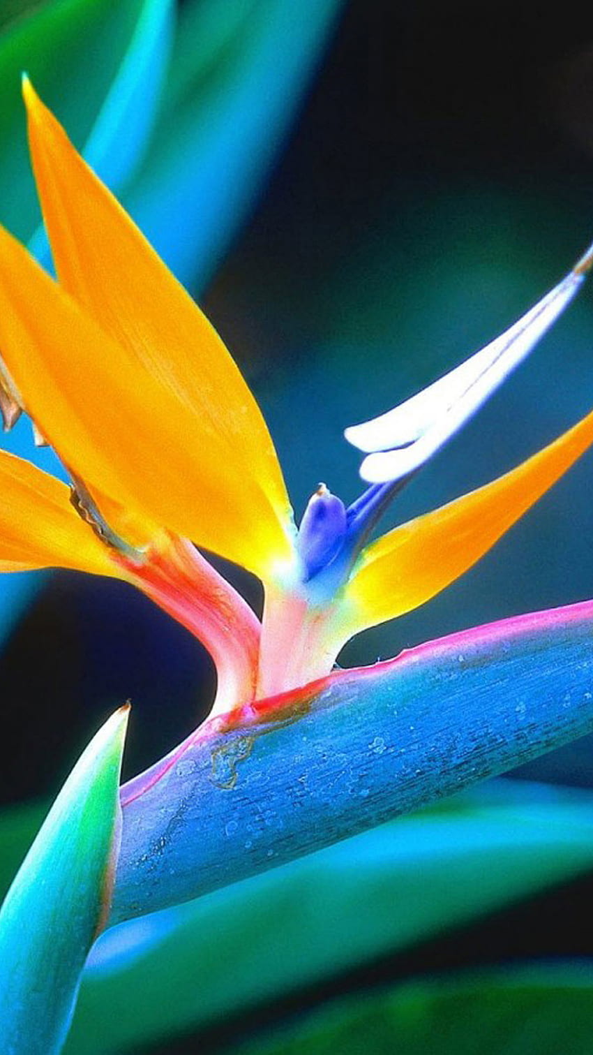 Samsung Galaxy Note 4 Px Ultra - 青とオレンジの花の植物、Galaxy Note HD電話の壁紙