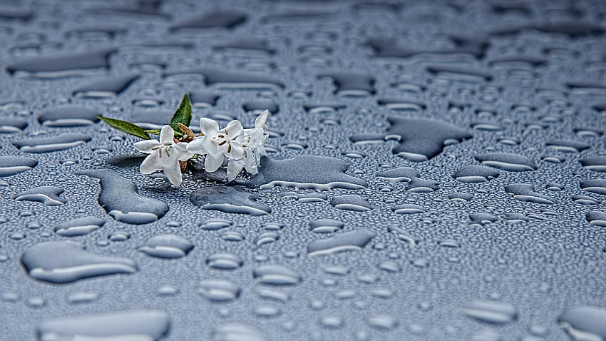 flowers with raindrops wallpapers