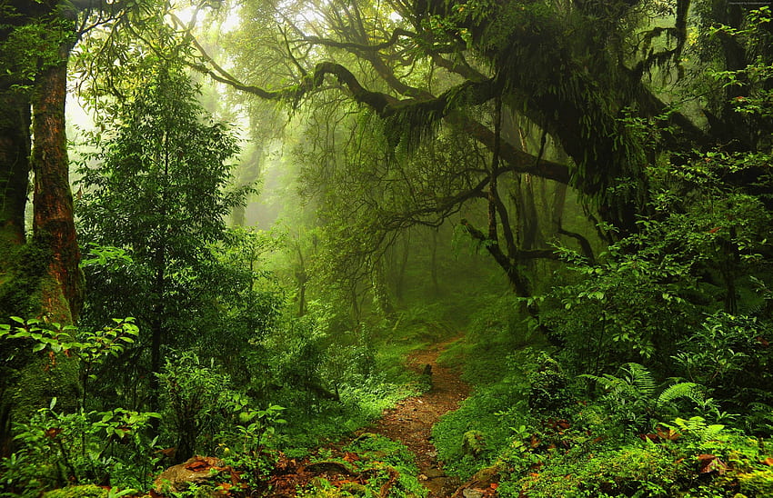 Path in Forest Ultra . Background ., Jungle HD wallpaper