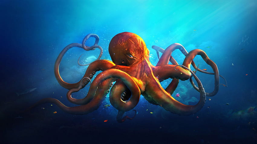Orange Octopus Blue Seawater HD wallpaper