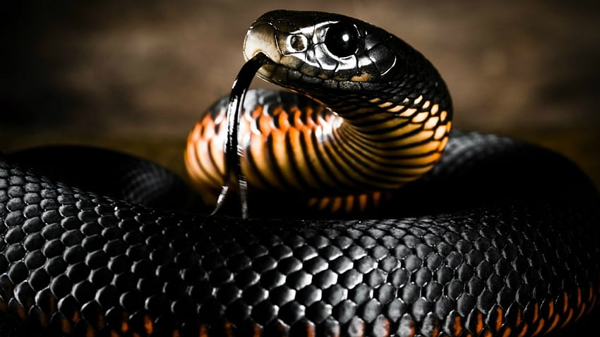 Black Mamba, snake, animal, fauna, reptile HD wallpaper
