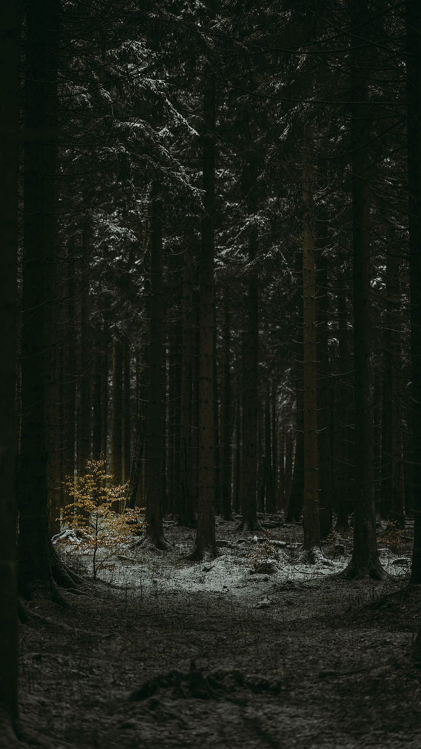 森、暗い、針葉樹、木、冬 Iphone 8 7 6s 6 For Parallax Background HD電話の壁紙