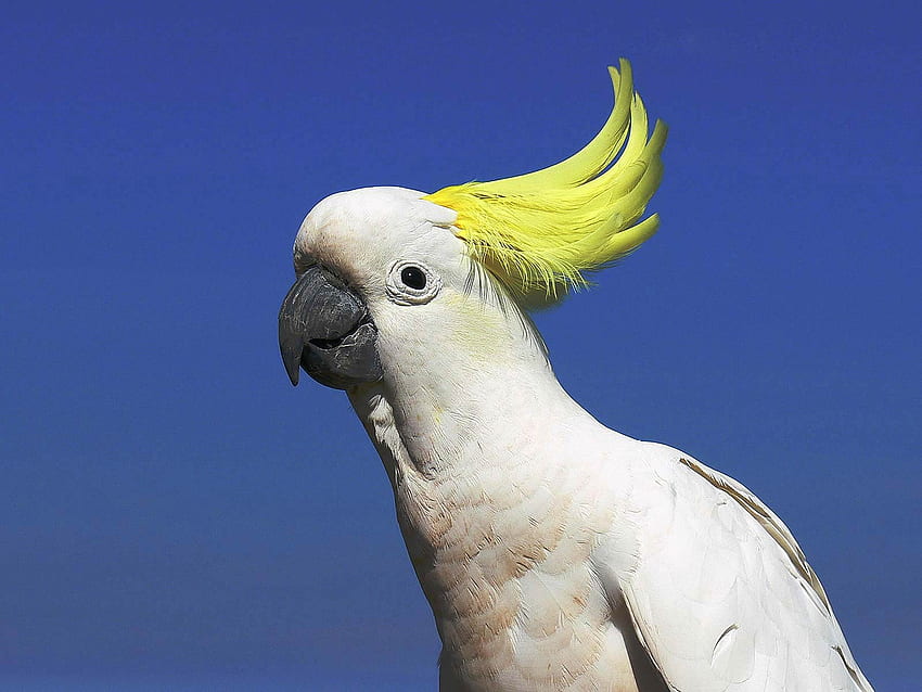 Cockatoo HD wallpaper | Pxfuel