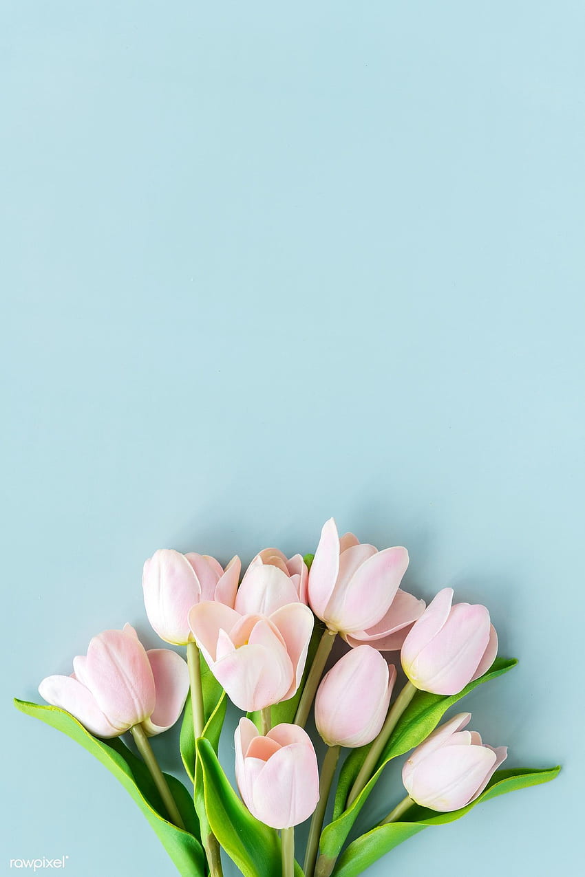 premium różowy tulipan na pustym niebieskim tle szablonu. Tło różowe kwiaty, kwiat, telefon kwiatowy Tapeta na telefon HD