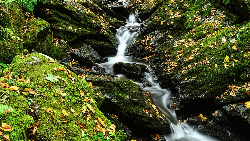 Trockene Blätter auf algenbedeckten Steinen Wasserfall Bach Felsen Natur HD-Hintergrundbild