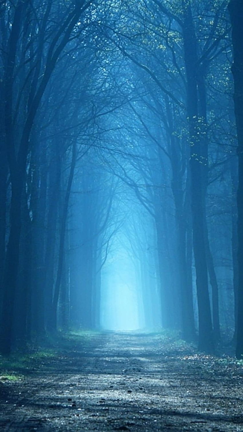 Landschaften Natur Wald Nebel Mystiker 60357 [] für Ihr , Handy & Tablet. Entdecken Sie den nebligen Wald auf dem iPhone. Wald für Computer, schöner Wald, Nebelwald, mystisch HD-Handy-Hintergrundbild