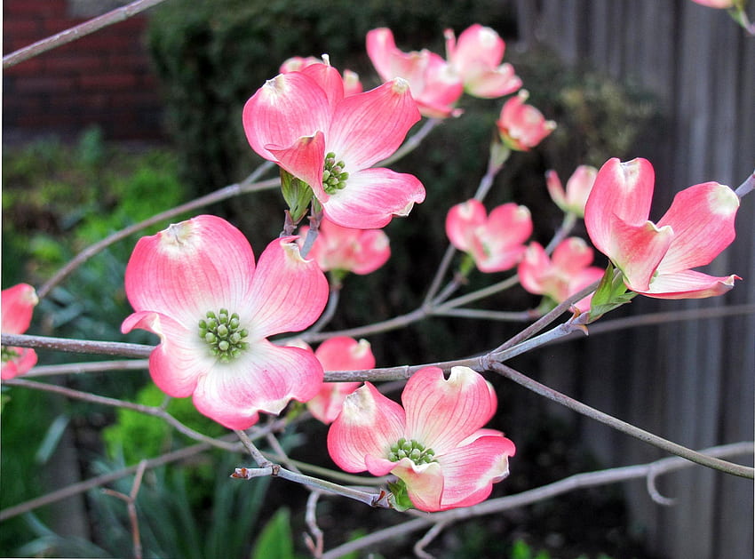 꽃: 봄 산딸나무 나무 꽃 개화 자연 이중 HD 월페이퍼