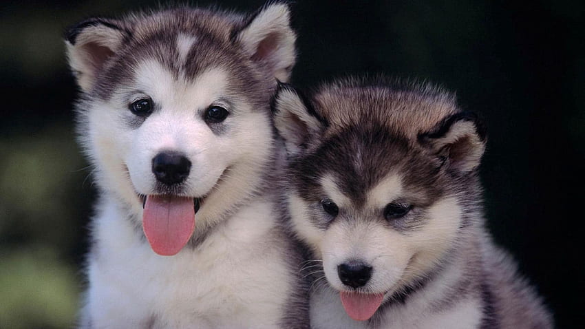 Siberian Husky Puppies 1 Data Src - Cool And Cute Dogs - HD wallpaper