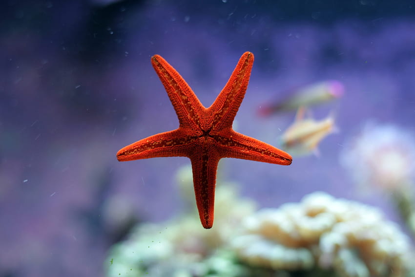 Animals, Starfish, Ocean, Underwater World HD wallpaper