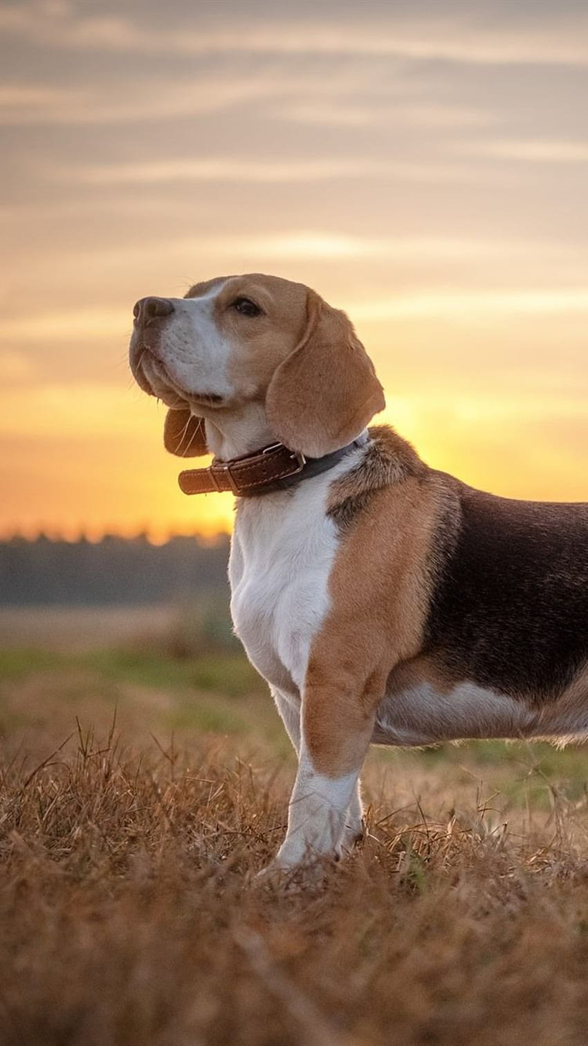 Beagle-Hund, Sonnenschein HD-Handy-Hintergrundbild