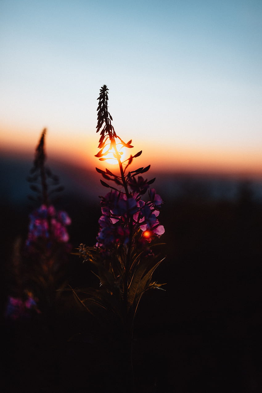 Flower, Nature, Sunset, Sun, Twilight, Dark, Dusk HD phone wallpaper