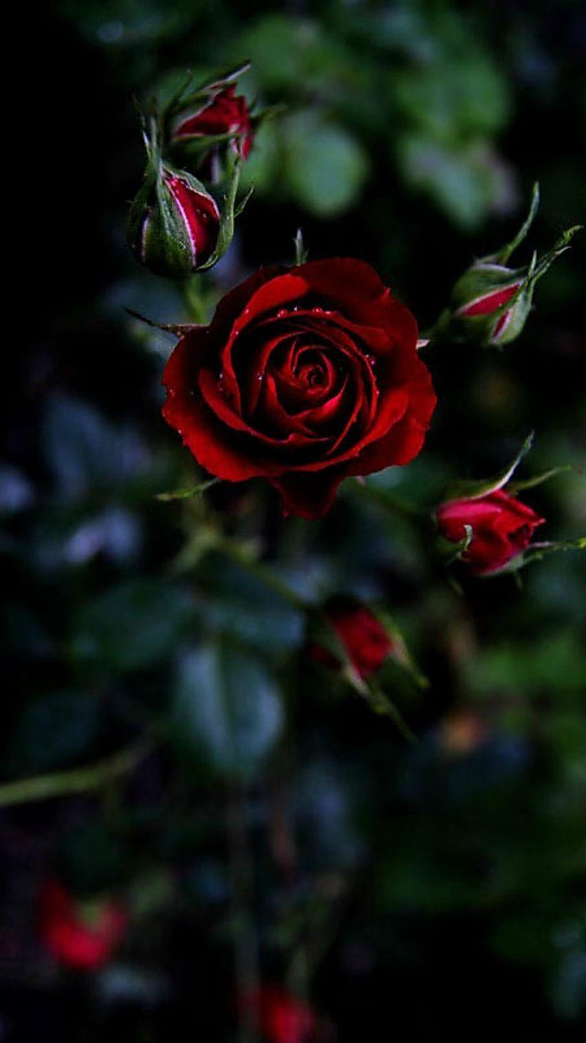 Flores Rosas Vermelhas Móveis , Rosas Móveis Papel de parede de celular HD