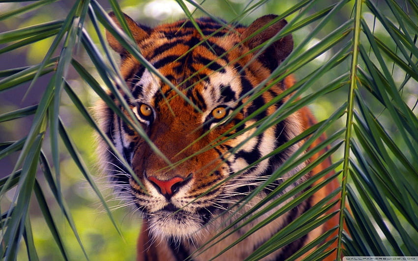 Prowling Tiger, hunting tiger, cool tiger, tiger hunting, bengal tiger HD wallpaper