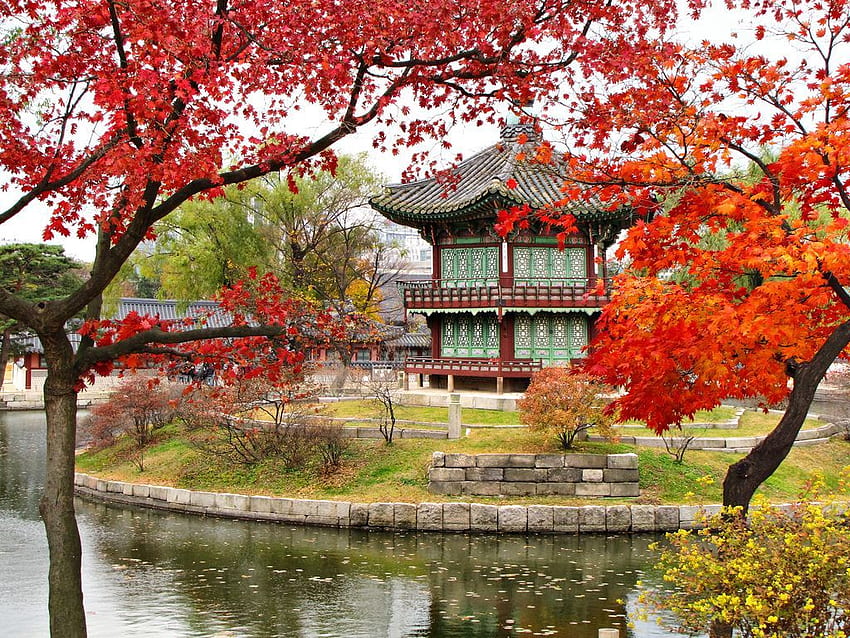 Есен в двореца Gyeongbokgung в Сеул, Южна Корея. Южна Корея, Корейско пътуване, Живописна графика, Корейска есен HD тапет