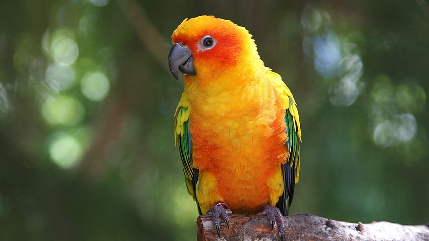 Uccello giallo e verde in gabbia, uccelli, pappagallo, conuro Sfondo HD