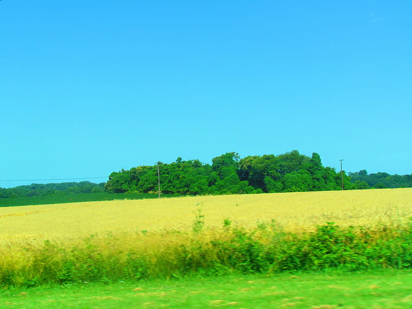 Bellissimo campo in Pennsylvania, verde, campo, mais, Pennsylvania Sfondo HD