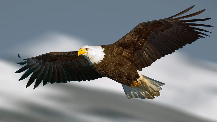 Flying Eagle HD wallpaper