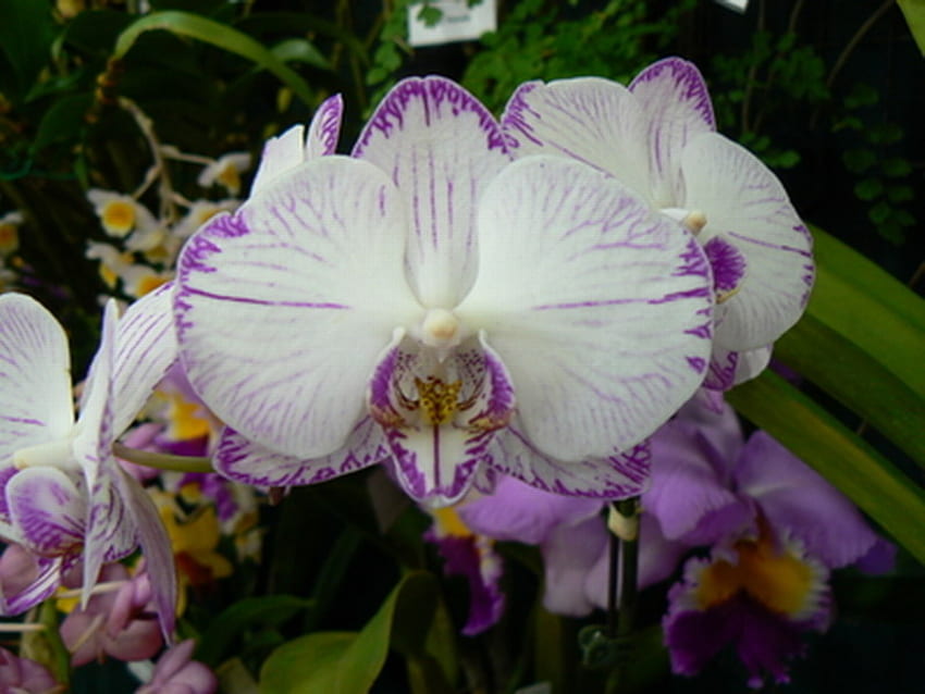 ORCHIDÉE BLANCHE VEINÉE VIOLET, violet, blanc, fleurs, orchidées Fond d'écran HD