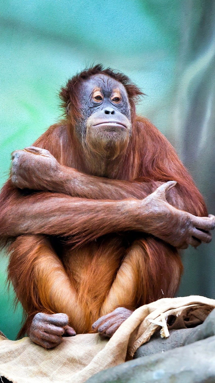 오랑우탄, 앉아있는, 원숭이 HD 전화 배경 화면