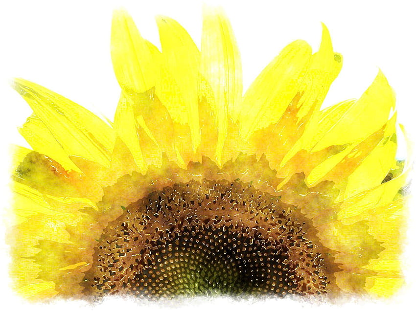 Sunflower Watercolor, Yellow Watercolor HD wallpaper