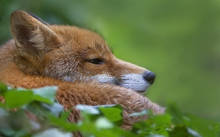 Animals, Grass, Fox, To Lie Down, Lie, Muzzle HD wallpaper